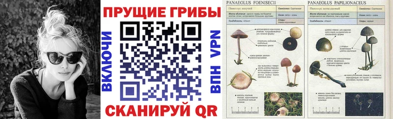 Псилоцибиновые грибы мухоморы  даркнет сайт  Белокуриха 